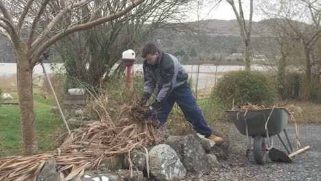 young man filling a wheelbarrow with dead plants from garden