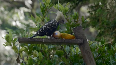 a yellow-headed woodpecker feeding at the bird feeder in the backyard