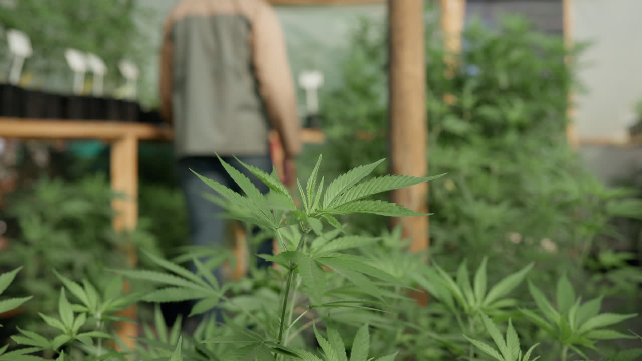 Cannabis plants growing in a greenhouse
