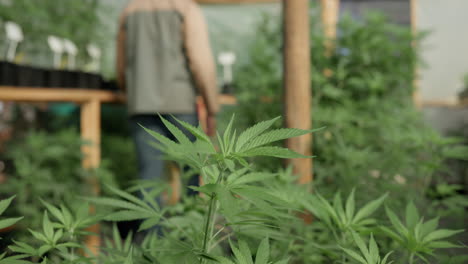 cannabis plants growing in a greenhouse