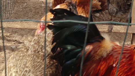 poultry in cages looking at the camera