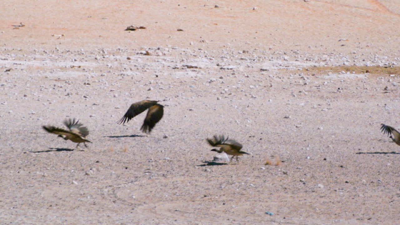 나미브 사막에서 이륙하는 흰등 독수리 4마리의 슬로우 모션 샷