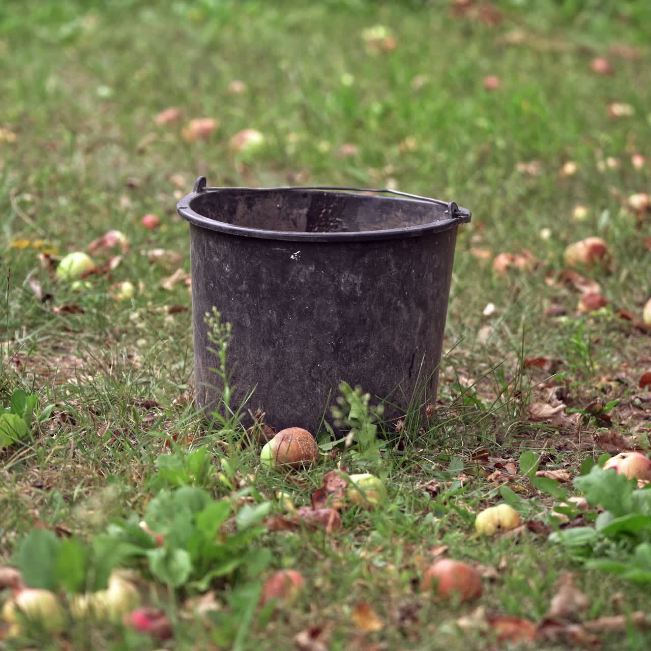 Apples picking in basket