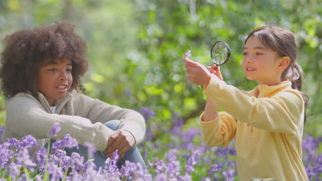 un niño y una niña en los bosques de primavera examinando las campanas azules con una lupa.