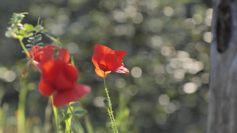 flores de amapola rojas cerca de un árbol de fondo borroso al sur de francia