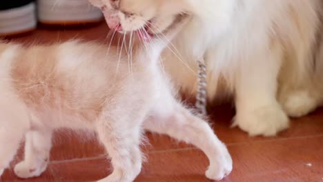 a curious kitten explores and interacts with a larger fluffy cat on a tiled floor.