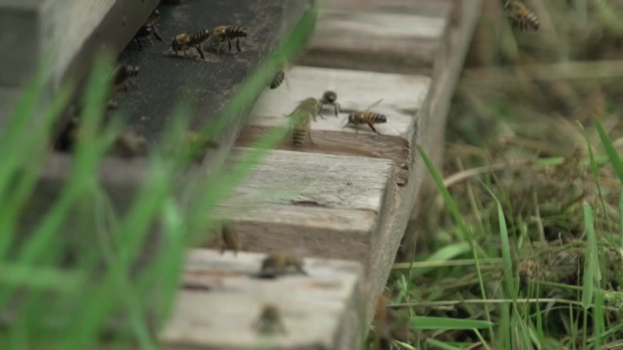4k cámara lenta de enjambre de abejas melíferas volando alrededor de la colmena en el campo de primavera las abejas que regresan de recolectar miel vuelan de regreso a la colmena
