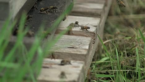 4k slow motion of swarm of honey bees flying around beehive in spring field the bees returning from collecting honey fly back to the hive