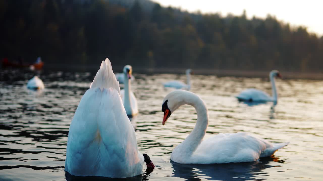 Close Up of Swan Feeding Upside Down in the Water