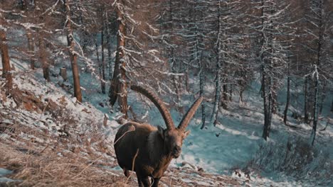 Ibex-Con-Cuernos-Masivos-Pastando-Pacíficamente-En-Las-Montañas-De-Suiza