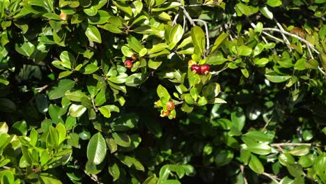 Close-up-of-berries-on-green-tree-with-Australian-fauna