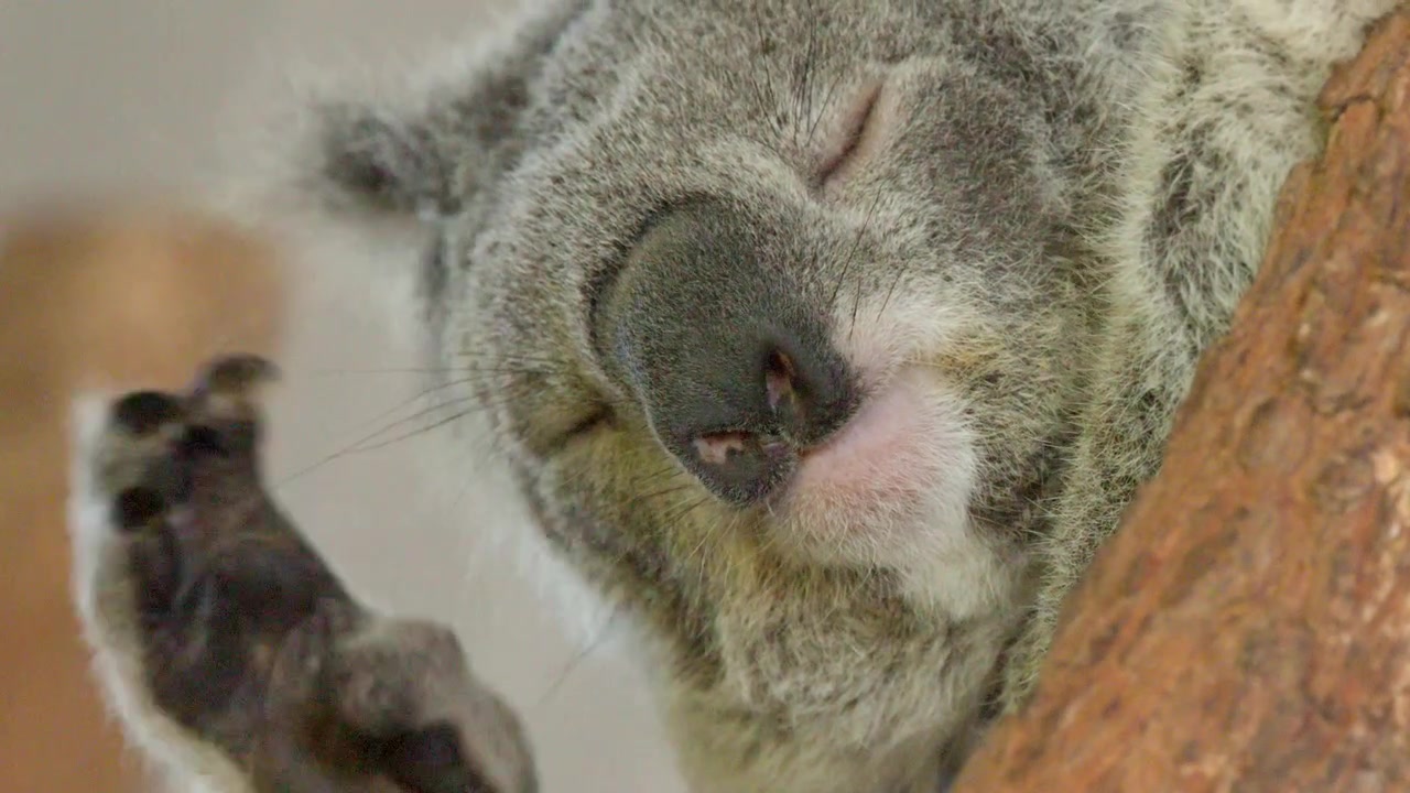 Primo piano di un koala selvatico che dorme e si gratta l'orecchio a Nelson Bay, Australia