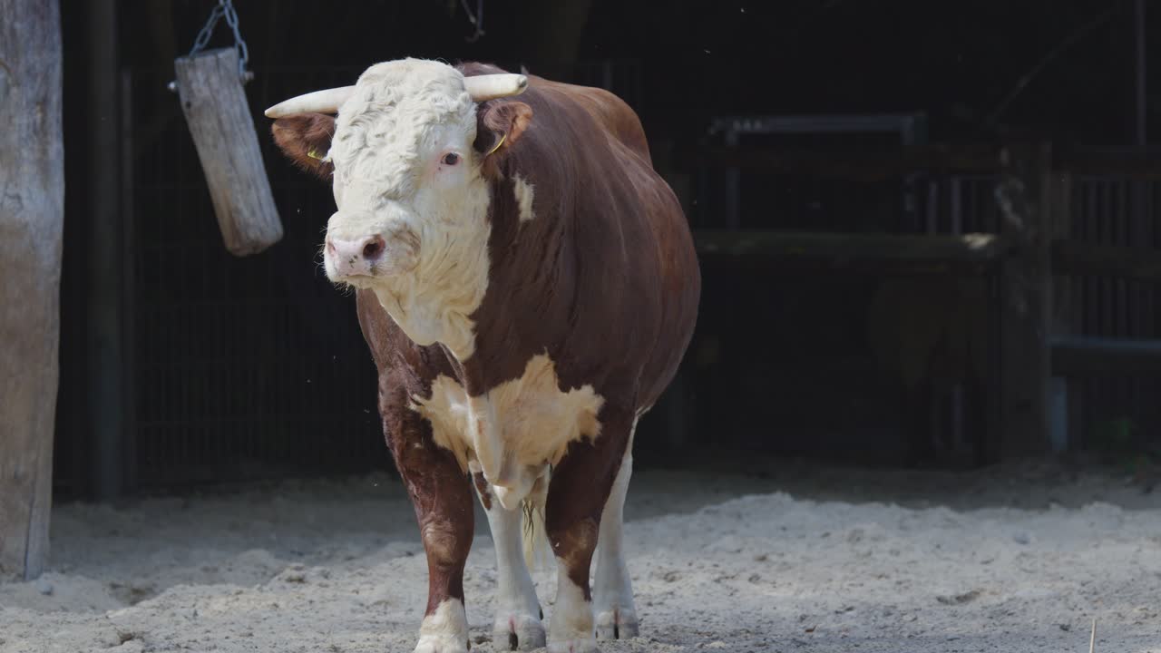 Brown and white bull stands calmly at barn entrance, softly lit by natural daylight