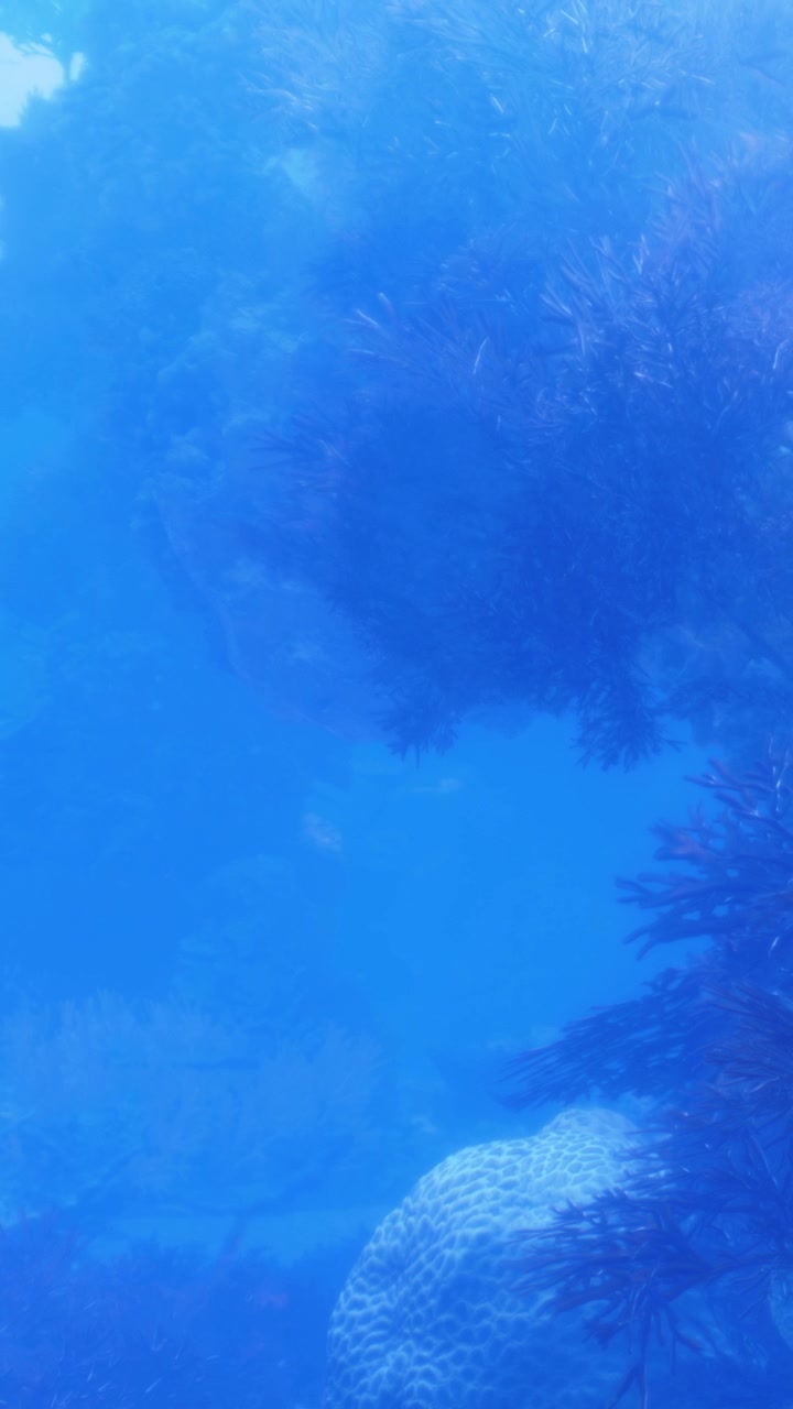 Pemandangan bawah air yang menampilkan tumbuhan dan karang di lautan biru.