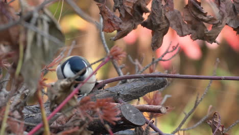 Nahaufnahme-Der-Japanischen-Oder-Orientalischen-Meise,-Die-Kleine-Insekten-In-Verrotteten-Baumstämmen-Jagt-Und-Frisst