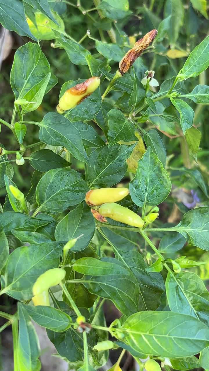 Vibrant Chili Plant with Unripe Peppers Swaying Gently