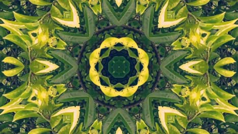 video abstracto que brilla, luz brillante que arregla movimientos sutiles de colores con una forma de flor, fondo negro