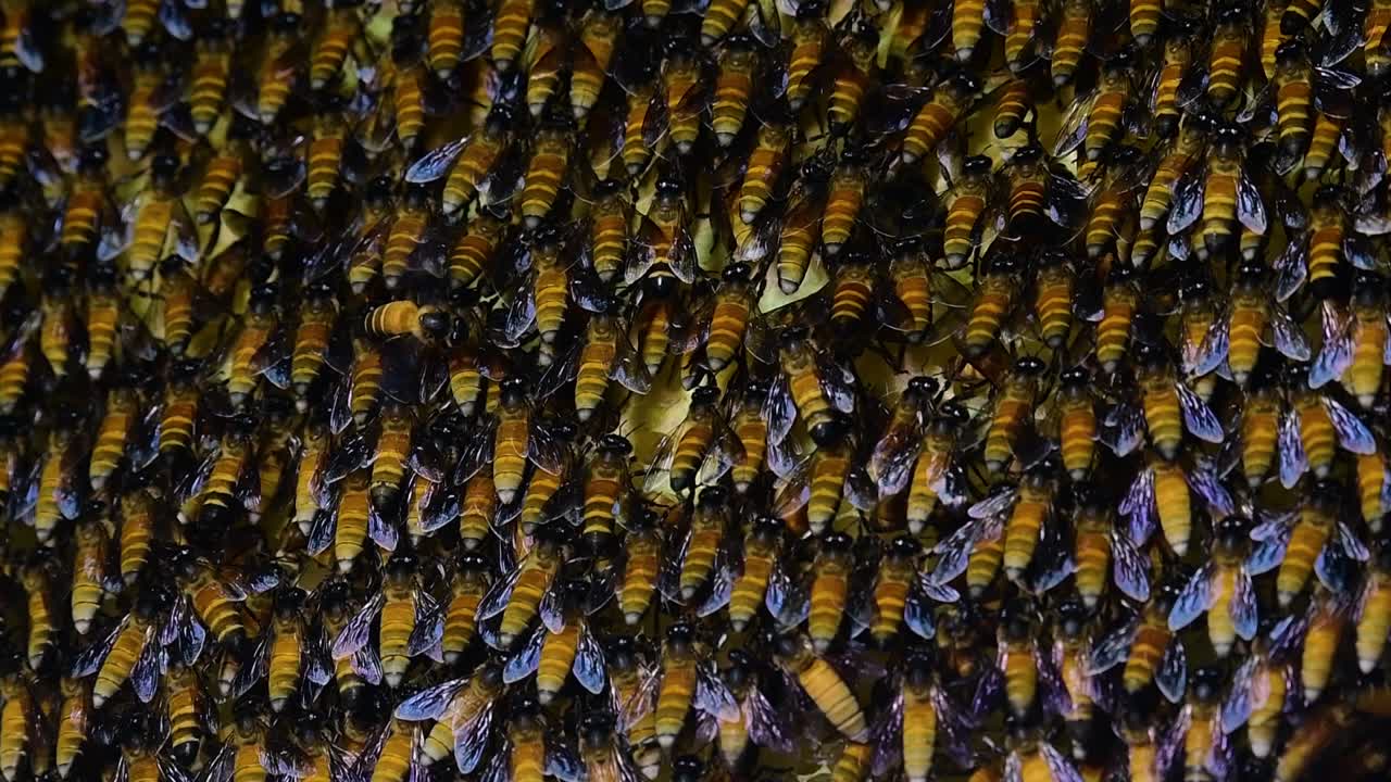 se sabe que las abejas melíferas gigantes construyen grandes colonias de nidos con bolsillos simétricos hechos de cera para almacenar miel como fuente de alimento.