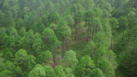 vista aérea del bosque de pinos