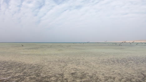 Aerial-Drone-Shot-for-the-Coral-reef-of-the-Red-Sea-in-Sinai-Peninsula-and-Coral-Reef-Islands-in-the-Red-Sea-shot-on-4K-and-50-Frames