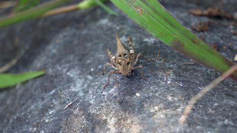 Dissosteira-Carolina,-Saltamontes-De-Carolina,-Saltamontes-De-Carolina,-Saltamontes-De-Alas-Marrones,-Plumero-De-Camino-Una-Gran-Banda-De-Especies-Aladas-De-Saltamontes-Sentados-En-Piedra-Al-Atardecer,-Macro-Vida-Silvestre--vista-Frontal