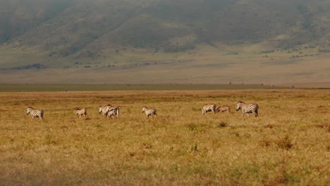 cebras en la sabana africana