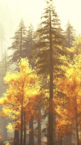 misty forest with golden leaves in autumn