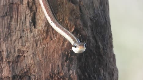 Serpiente-Arbórea-Común-De-Espalda-De-Bronce-En-Palanca