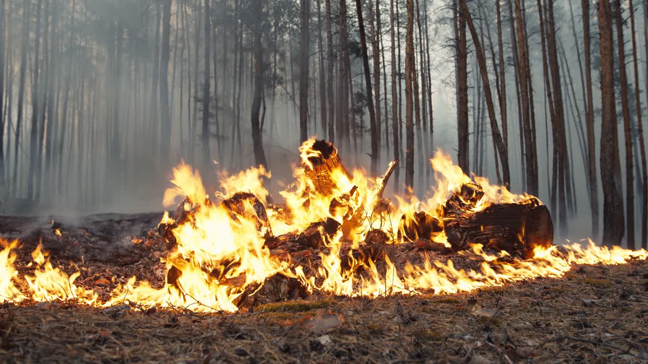 소나무 숲의 산불