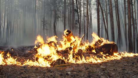 forest fire in pine forest