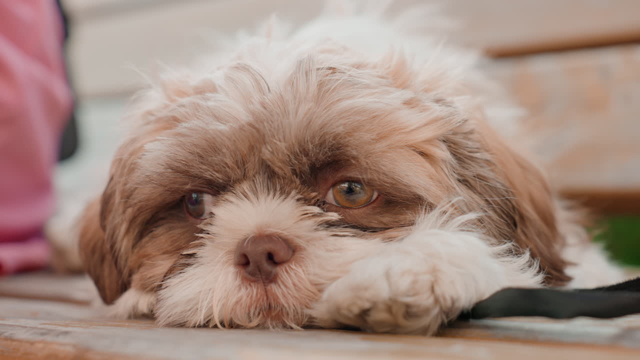 Caucasian Woman Puppy Resting Head On Bench, Sleepy Droopy Eyes, Relaxed Outdoor Pause, Soft Fur Pressed To Wood, Quiet Peaceful Mood, Subtle City Background, Intimate Closeup Portrait