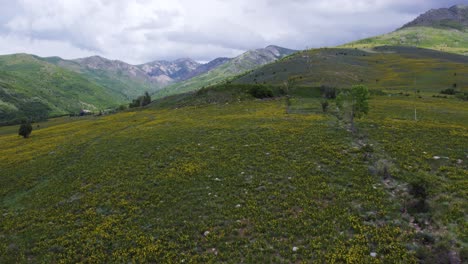 Summer-wildflowers-along-hiking-path-on-open-hillside-on-cloudy-day,-aerial