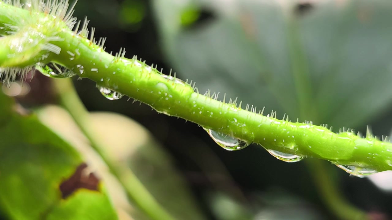 Gocce di rugiada mattutina si posano su un viticcio di pianta tropicale selvatica. Queste fragili goccioline d'acqua brillano nella foresta. Si asciugheranno presto mentre il sole mattutino riscalda l'aria.