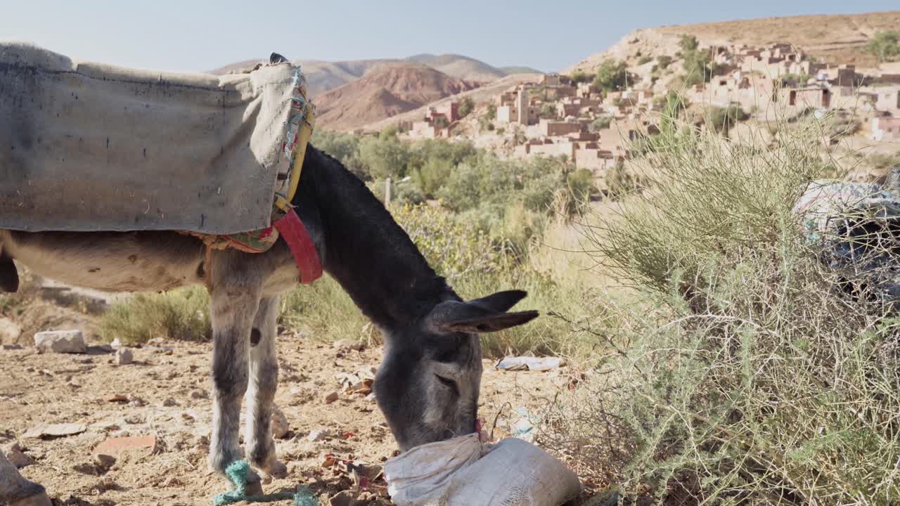 hermoso burro con silla de montar comiendo y mirando hacia el horizonte de la ciudad del desierto, vista de mano