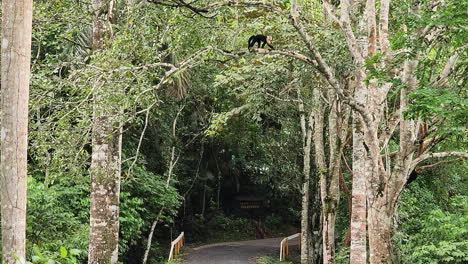 White-Faced-Capuchin-monkey-walks-through-the-high-branches-of-the-trees