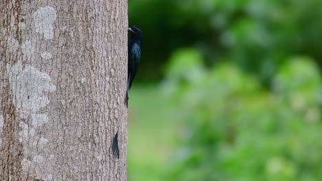 Der-Drongo-Mit-Größerem-Schlägerschwanz-Ist-Für-Seinen-Schwanz-Bekannt,-Der-Wie-Ein-Schläger-Aussieht