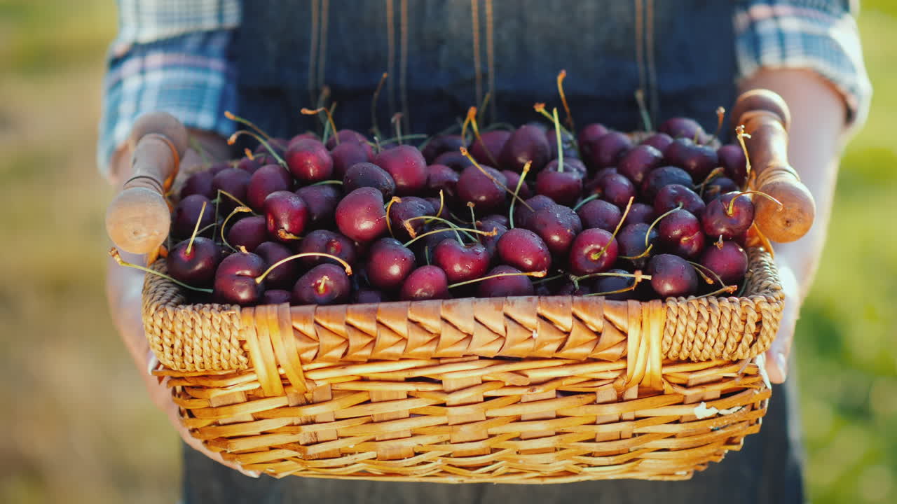 regali dell'estate: un cesto con ciliegie nelle mani di un contadino