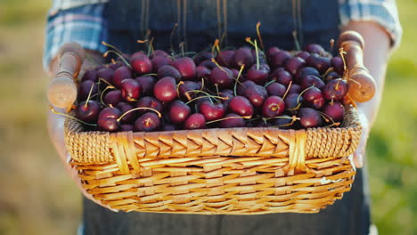 Gifts-Of-Summer---A-Basket-With-Cherries-In-The-Hands-Of-A-Farmer