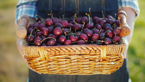 gifts of summer - a basket with cherries in the hands of a farmer