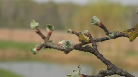 Apple trees are large if grown from seed