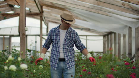 Ein-Männlicher-Gärtner-Geht-Mit-Handschuhen-Durch-Ein-Gewächshaus-Und-Kontrolliert-Die-Rosen,-Die-Für-Sein-Kleines-Unternehmen-Angebaut-Werden.-Florist-Geht-Durch-Ein-Gewächshaus-Und-Berührt-Blumen-Mit-Seinen-Händen