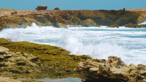 the big waves in the deep blue ocean slamming into the shoreline filled with sargassum during summer in curacao island - wide shot