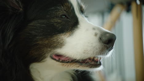 close up shot of the mouth of a cute dog, panting