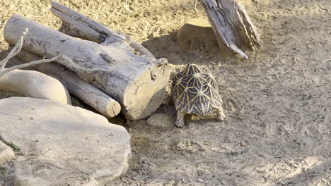 old tortoise hiding behind a log in the sand