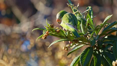 Un-Periquito-Monje-Posado-En-Un-Níspero-Mientras-Se-Alimenta-De-Frutas