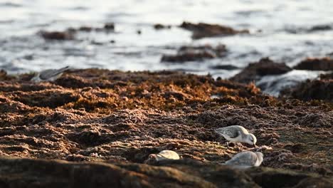 sanderlings pecking sand near sea