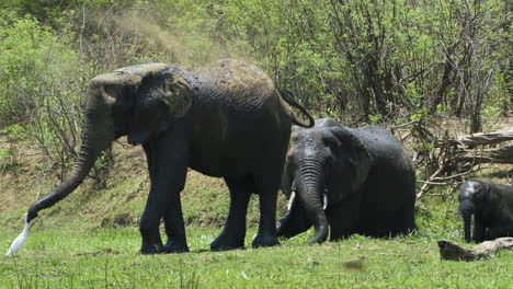 African-elephants-taking-a-dust-bath-after-being-to-the-water