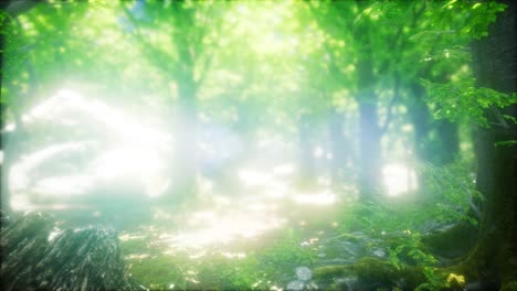 forest of beech trees illuminated by sunbeams