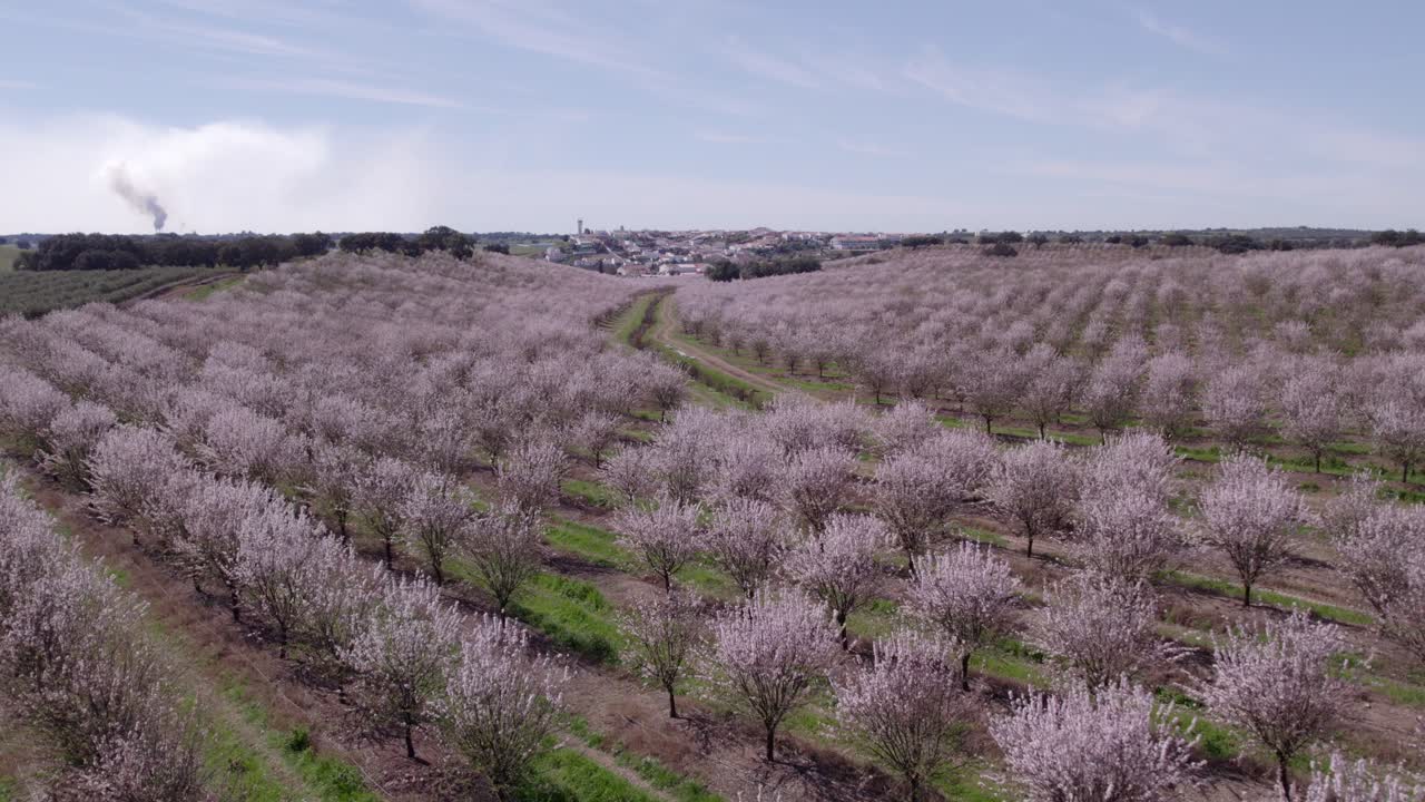 Fioritura primaverile di mandorli con bellissimi fiori rosa in Portogallo, ripresa aerea
