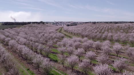 spring flowering of almond trees with beautiful pink flowers at portugal, aerial